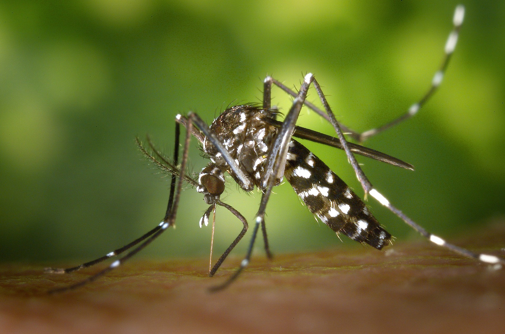 minas-tem-71-mortes-por-dengue-20-por-chikungunya