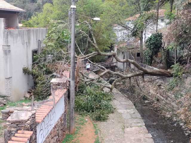 Foto - Árvore caiu e outras podem estar colocando em risco a ponte histórica do Rosário