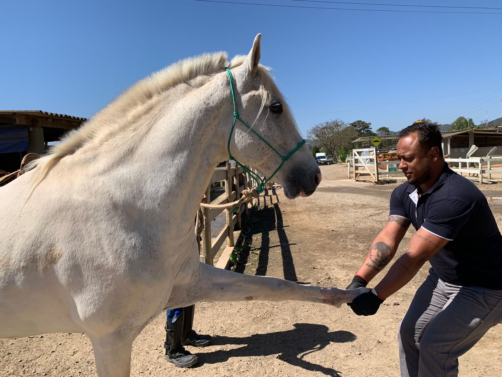 Sem cultura de consumo de cavalo, só os velhos ou com patas