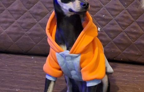 tina-cadela-pinscher-desaparecida-ouro-preto-mg