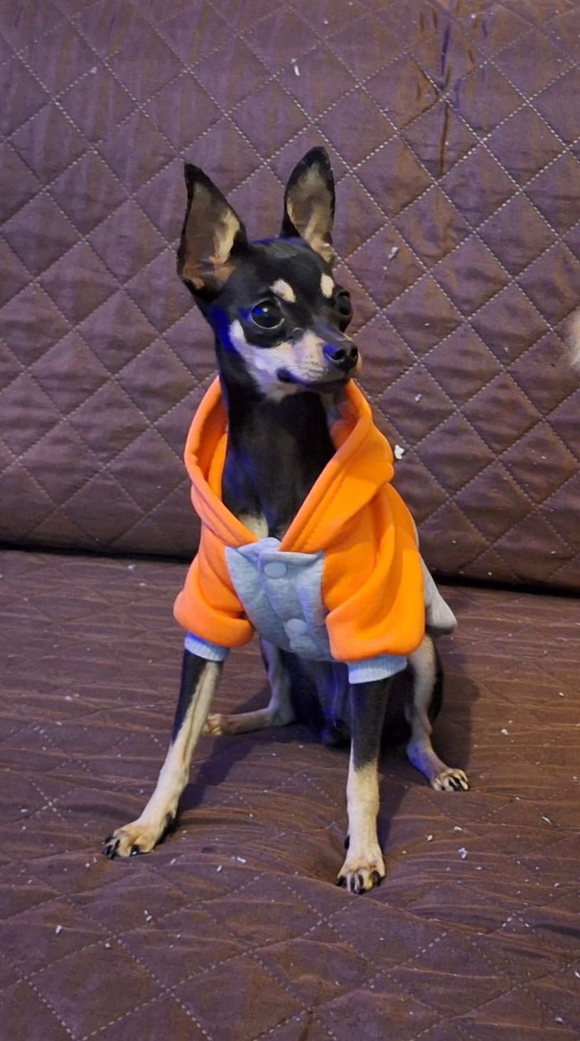 tina-cadela-pinscher-desaparecida-ouro-preto-mg